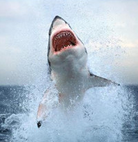 Shark