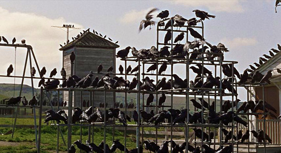 Playground Birds