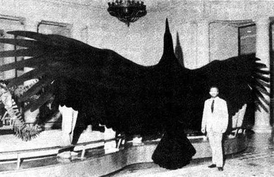 Argentavis magnificens